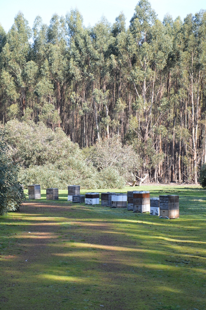 Beehives in Kangaroo Island Plantation Timbers property.