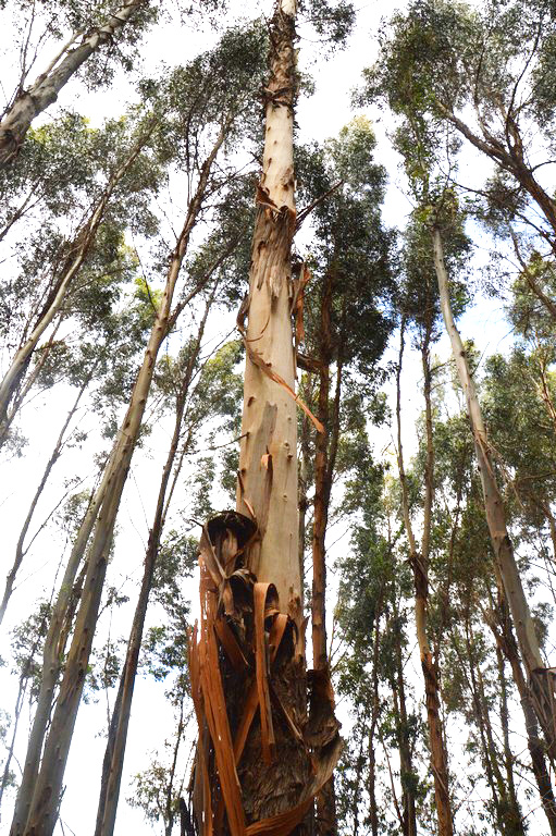 Plantation Kangaroo Island Bluegum